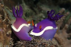 Mating nudibranchs Hypselodoris bullockii. Taken in Kapal... by Beverly Speed 